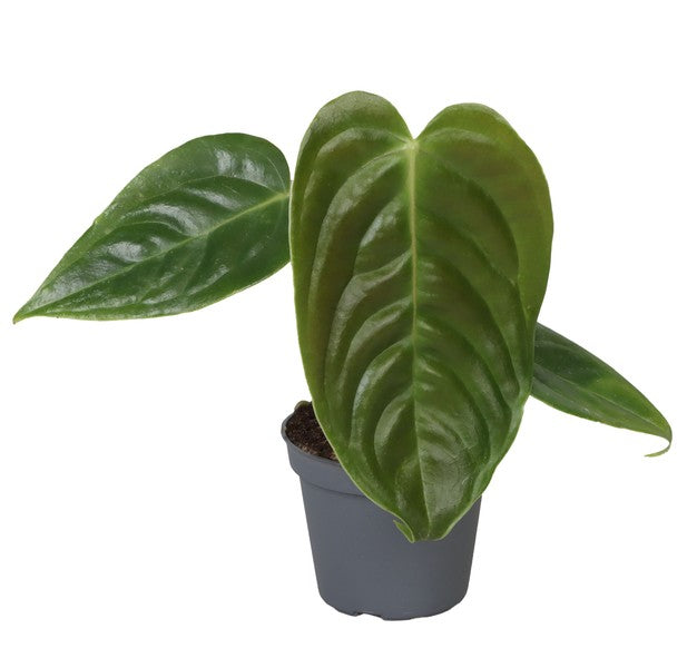 Anthurium Veitchii (Baby plant)
