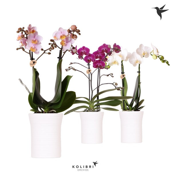 Phalaenopsis Twin Stem 9cm Orchid in Ceramic mixed