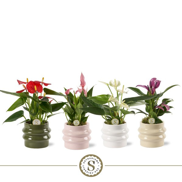 Anthurium andr Champion + ceramic Lissabon
