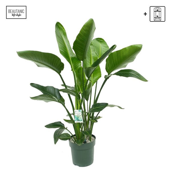 Strelitzia Nicolai Hydro