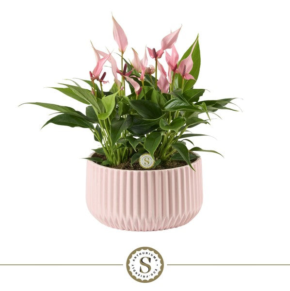 Anthurium Lilli + ceramic Madeira