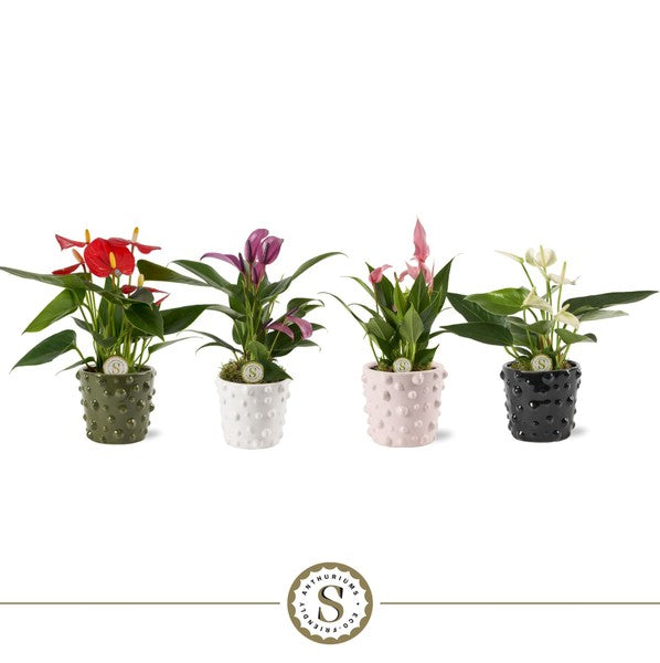 Anthurium Multiflora Mix + Ceramic Pot Puglia