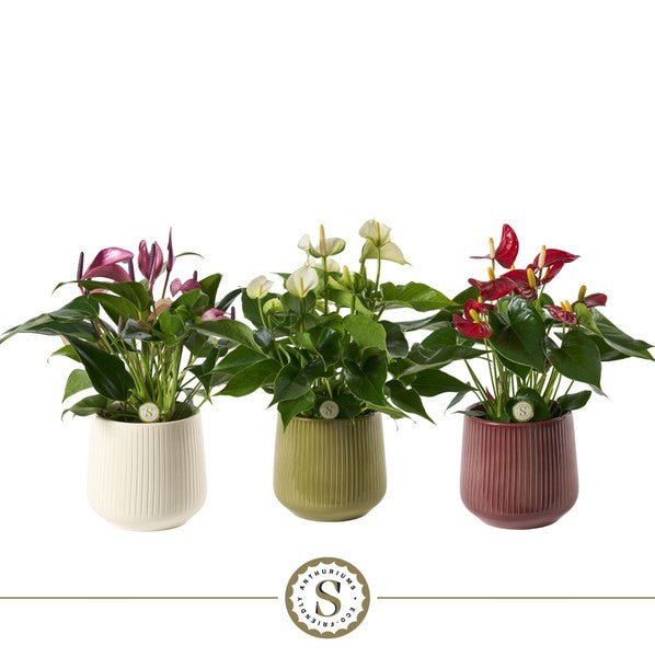 Anthurium Multiflora Mix + Ceramic Pot London