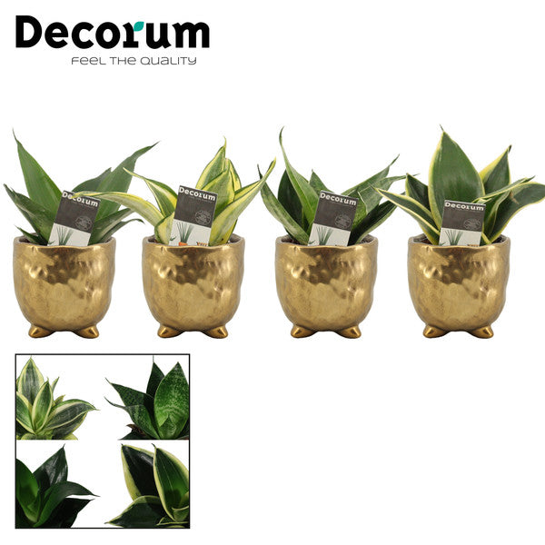 Sansevieria trif. Hahnii + Pot Sigma
