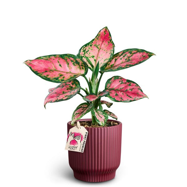 Aglaonema Pinky Promise + Ceramic Nordic