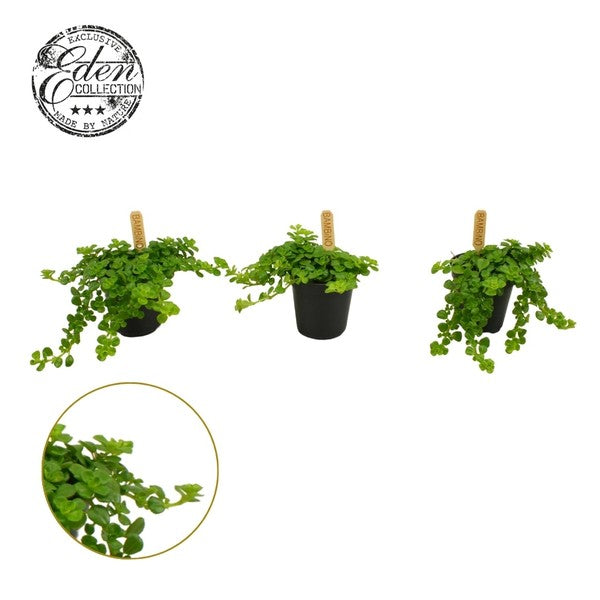 Pilea Depressa Bambino