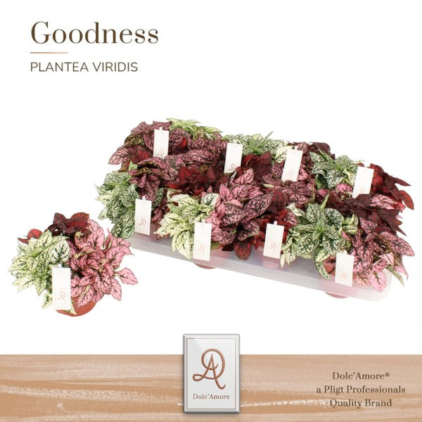 Hypoestes phyll Carnaval - Polka Dot Plant