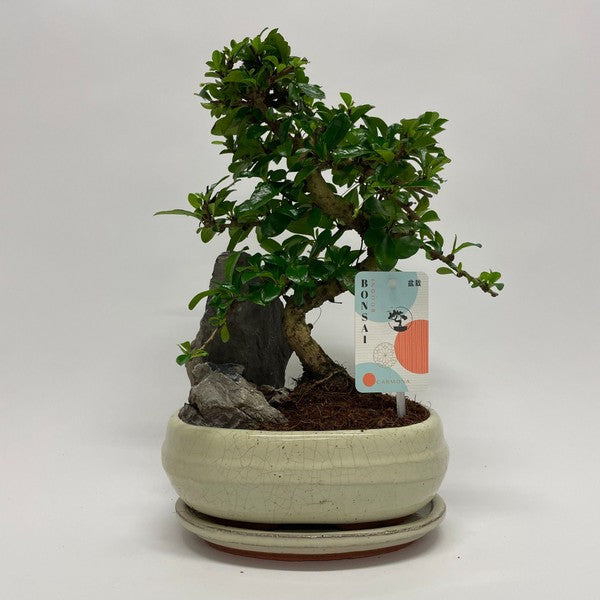 Bonsai Carmona S-Shape Ceramic Pot Rock