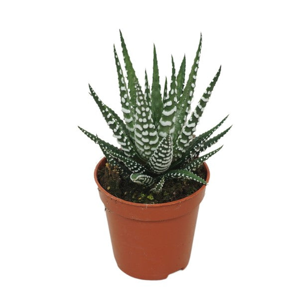 Haworthia fasc Big Band