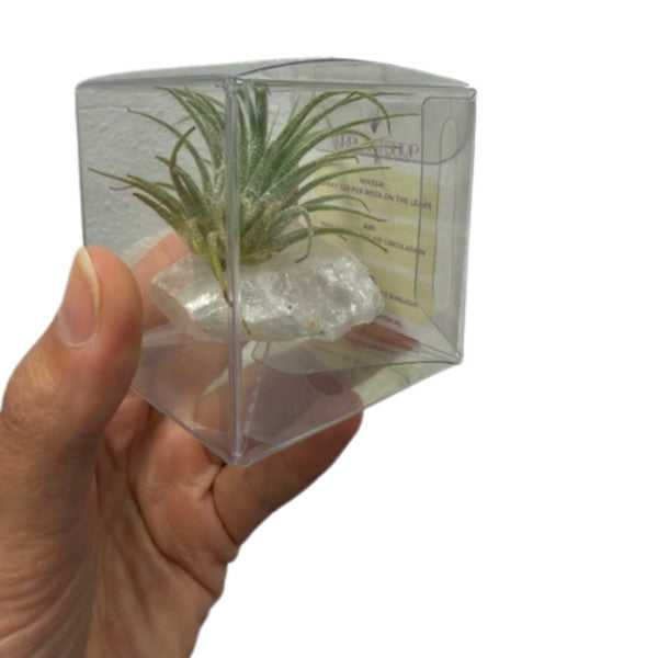 Compo Tillandsia Crystal