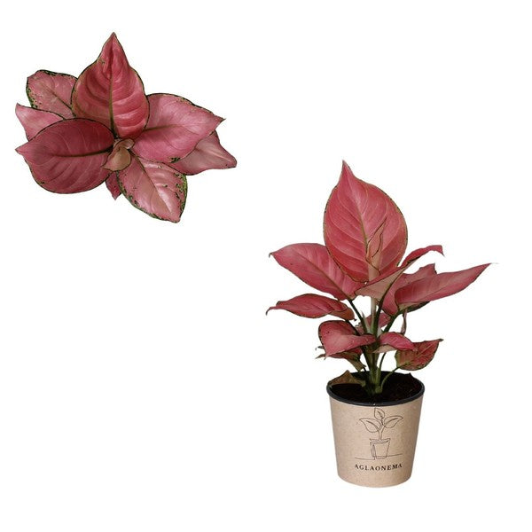 Aglaonema Geely Red