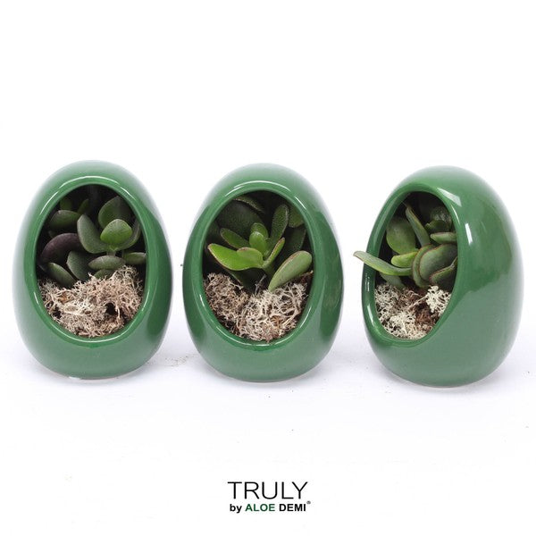 Crassula in ceramic Egg green gold TRULY