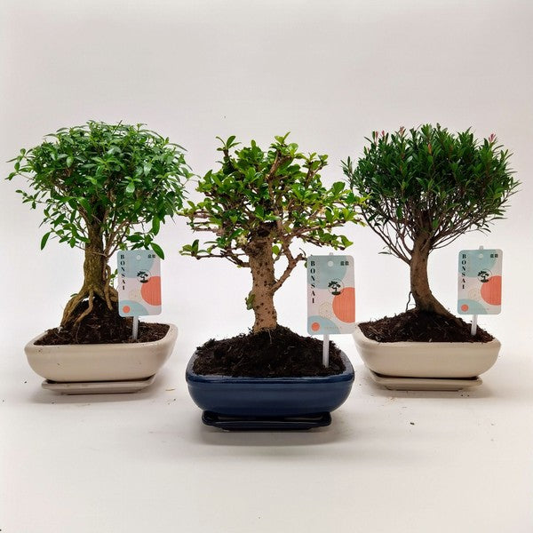 Bonsai mix Ball in Traditional ceramic+saucer