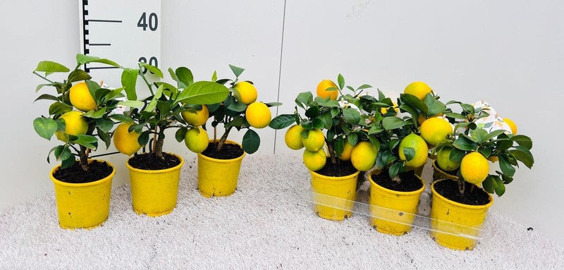 Citrus Lemon 'Meyer'