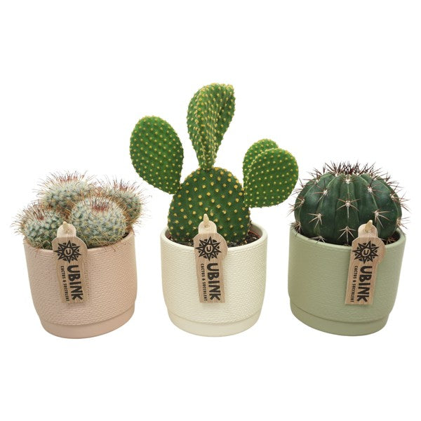 Cactus mix in ceramic Pastel