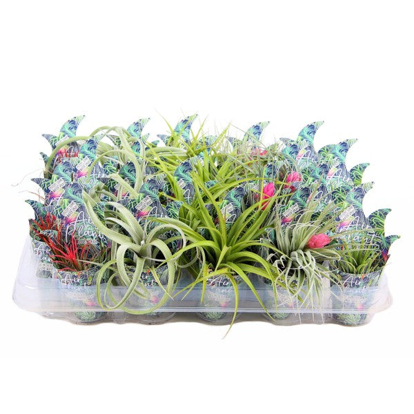 Tillandsia Mix