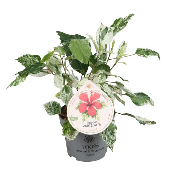 Hibiscus rosa-sinensis variegata