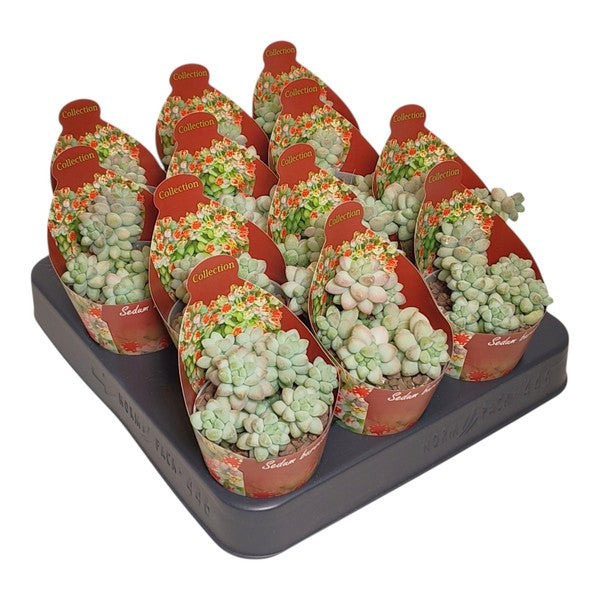 Sedum Burrito - Burro's Tail