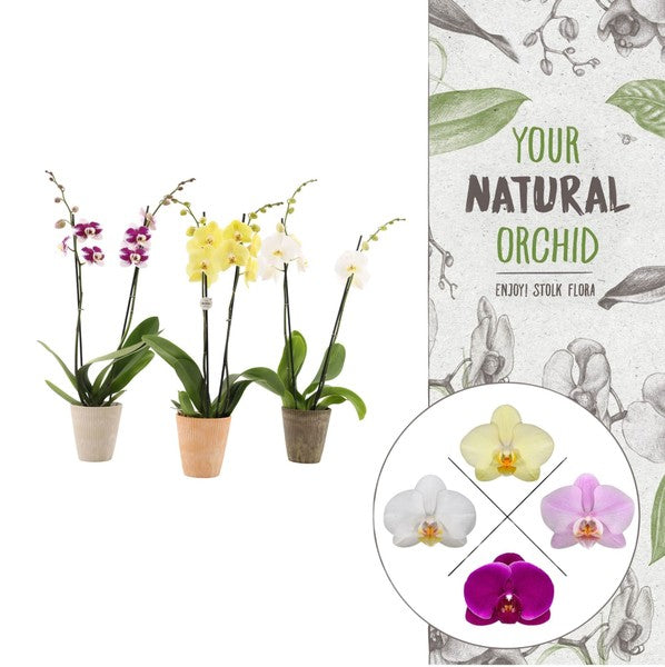 Orchid Phal Mix 2t + Pot Bella