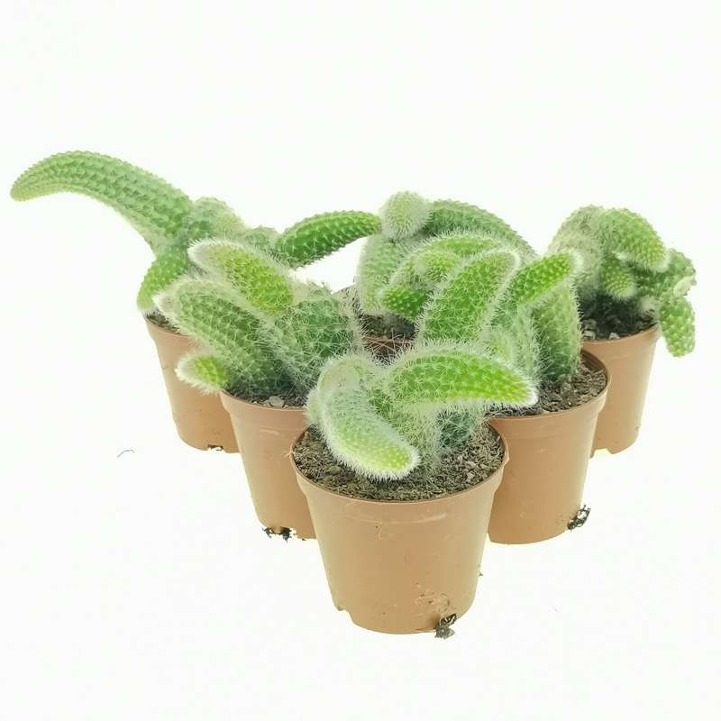 Hildewintera colademonis - Monkey's Tail Cactus