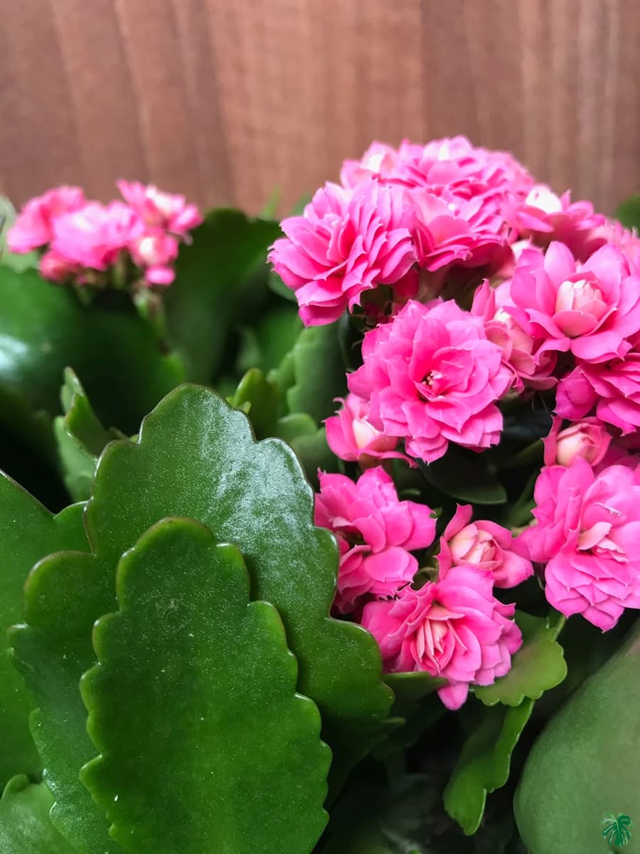 Kalanchoe bloss Pink Double