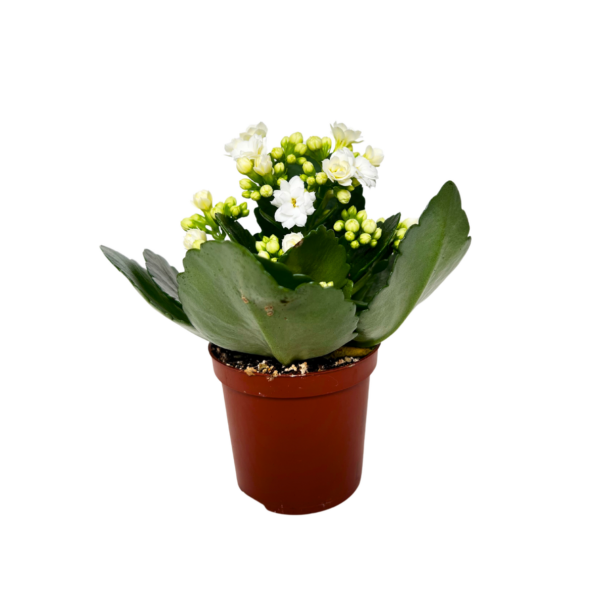 Kalanchoe bloss Enkel White