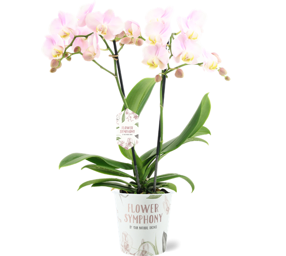 Phalaenopsis multi Kolibri 3t 40+