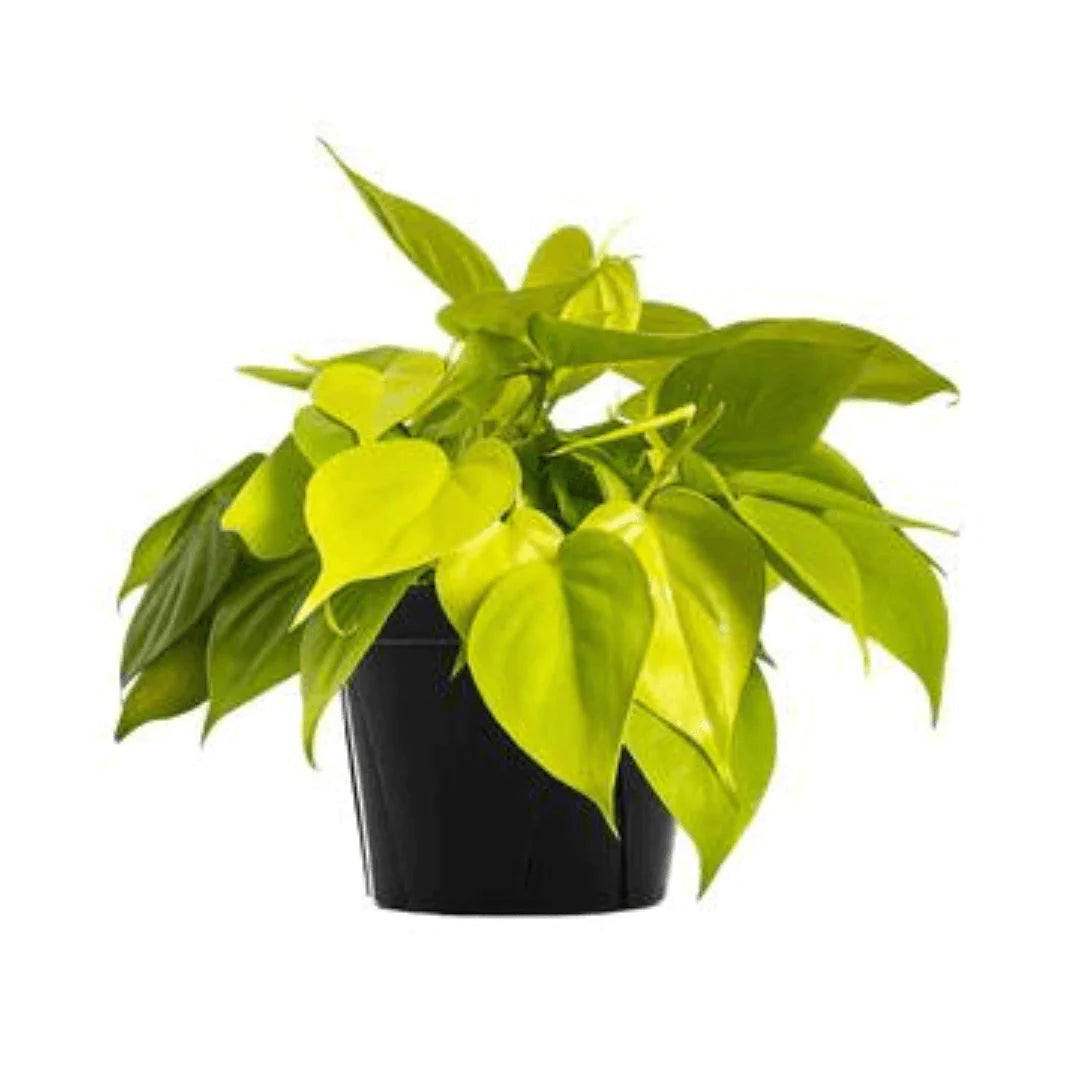 Philodendron S. Lime Green - Heartleaf Philo. Lime Green