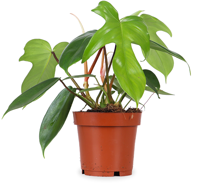 Philodendron Florida Green