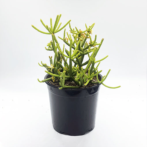 Rhipsalis Mixed