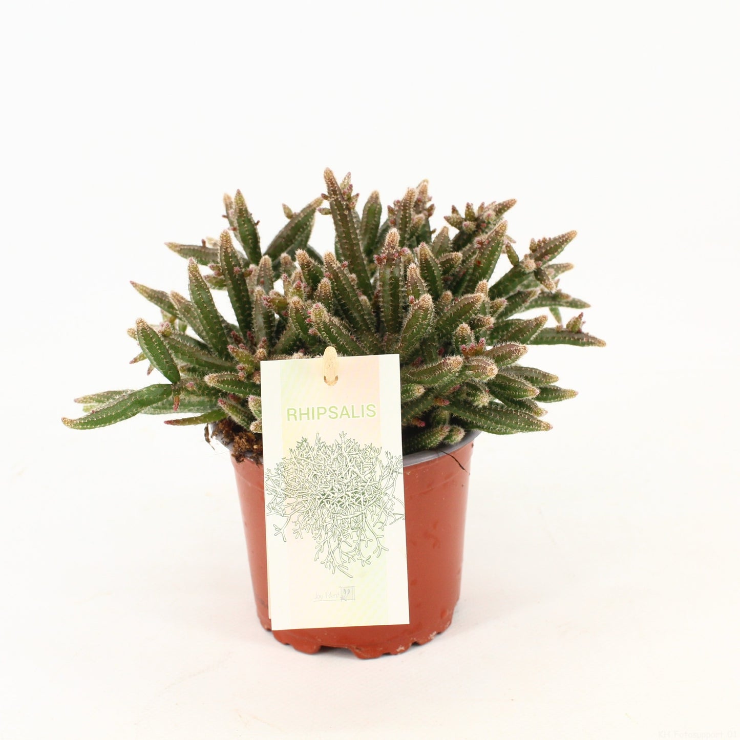 Rhipsalis baccifera subsp. Horrida