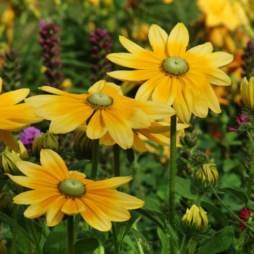 Seed Collection Butterfly Flowers