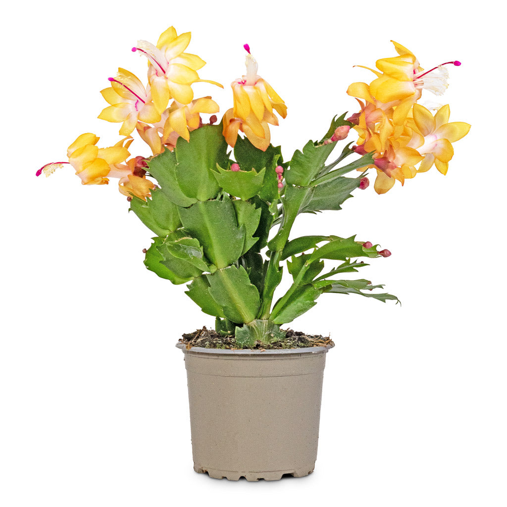 Schlumbergera Mix - Christmas Cactus Yellow