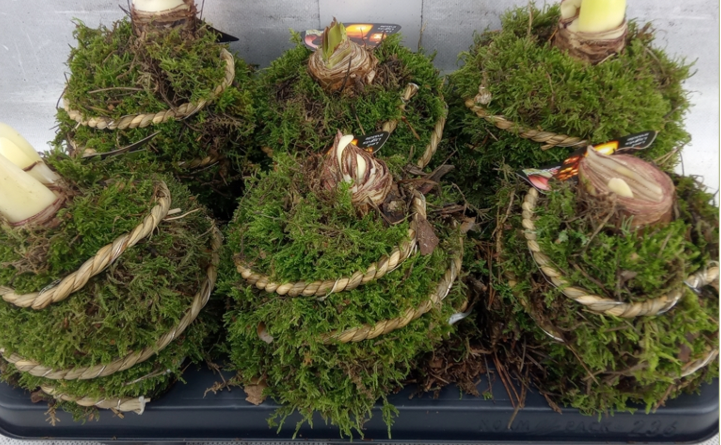 Hippeastrum Amaryllis in Moss + LED Lights