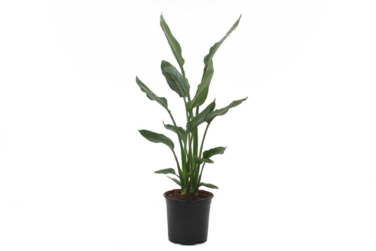 Strelitzia Reginae - Birds of Paradise