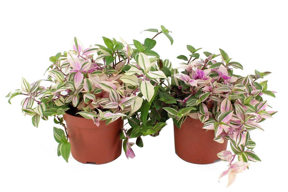 Tradescantia Quadricolor