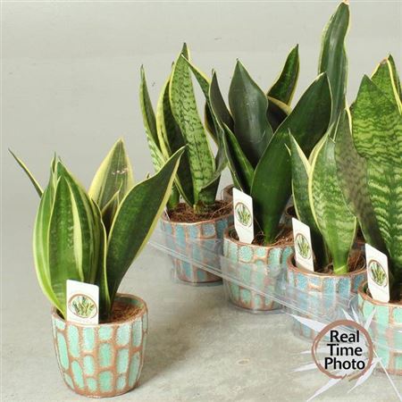 Sansevieria trif. Mix + Ceramic Pot