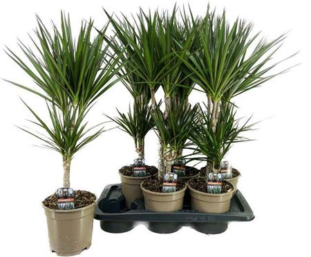 Dracaena Marginata