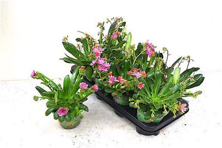 Lewisia Cotyledon