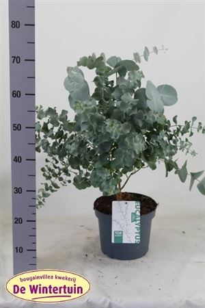 Eucalyptus Cinerea Silver Dollar