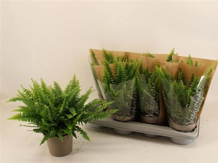 Nephrolepis exaltata - Boston Fern