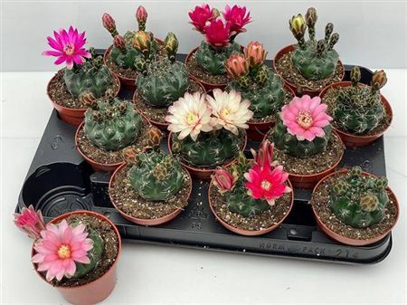 Cactus Gymnocalycium Baldianum