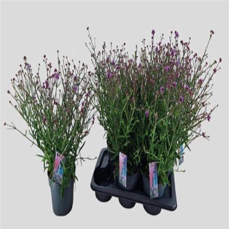 Verbena Bonariensis