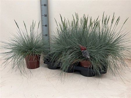 Festuca Gl Intense Blue