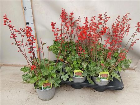 Heuchera Sanguinea