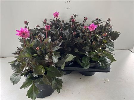 Dahlia Temp Pink Bic