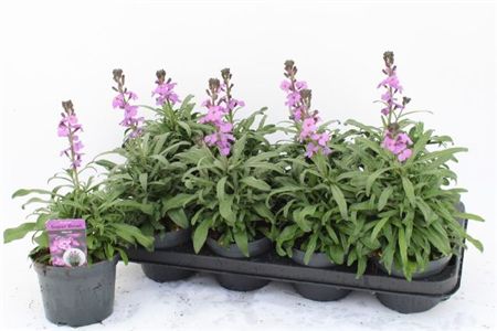 Erysimum Bowles Mauve