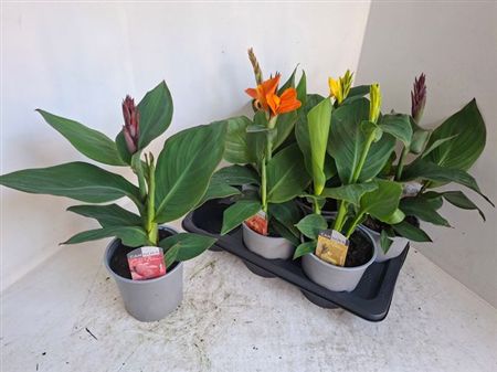 Canna canova Mixed