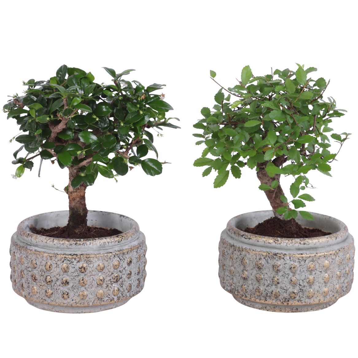 Bonsai mix in Luxury Ceramic Pot