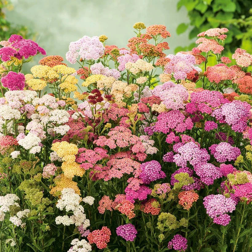 Seed Collection Butterfly Flowers